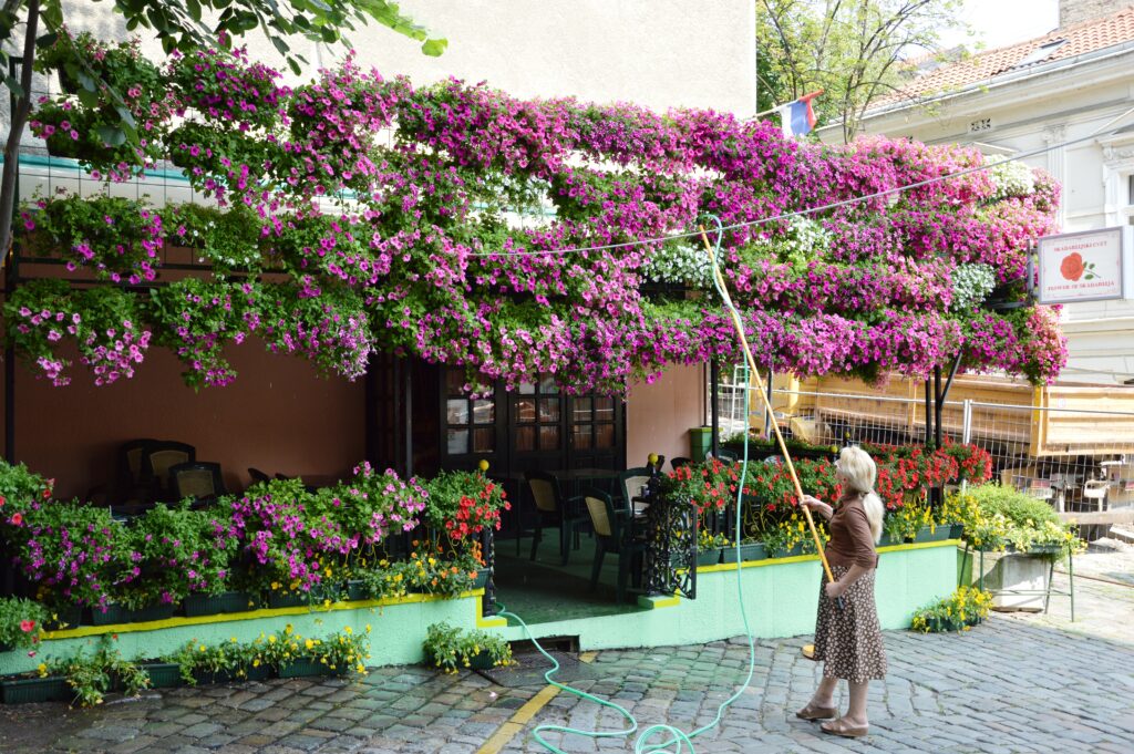 I colori di Belgrado fiori, donna, pompa, innaffiatura