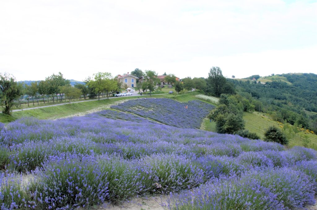 Campi di lavanda a Sale San Giovanni (CN) lavanda, campagna