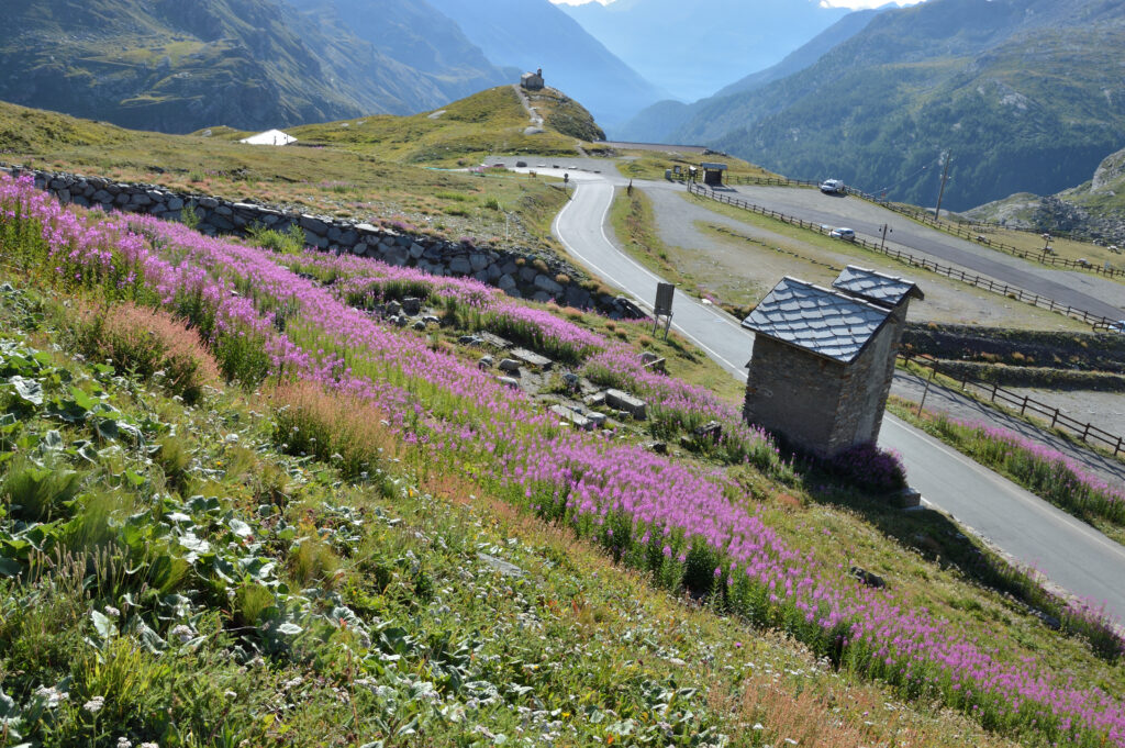 Estate al Nivolet fiori, cappella, montagna, prati
