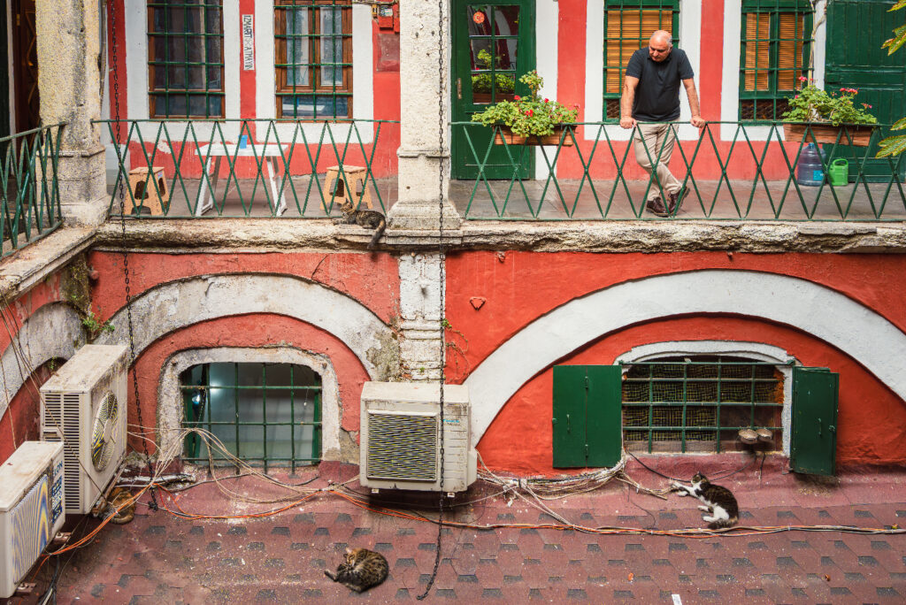 Istanbul, the magalopolis that loves cats man watching cats in a courtyard of the big Bazar